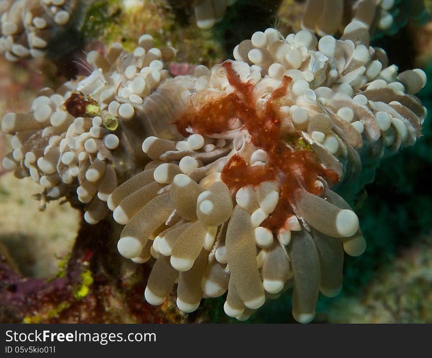 Macro portrait of an Orangutan Crab sitting on a large cup coral