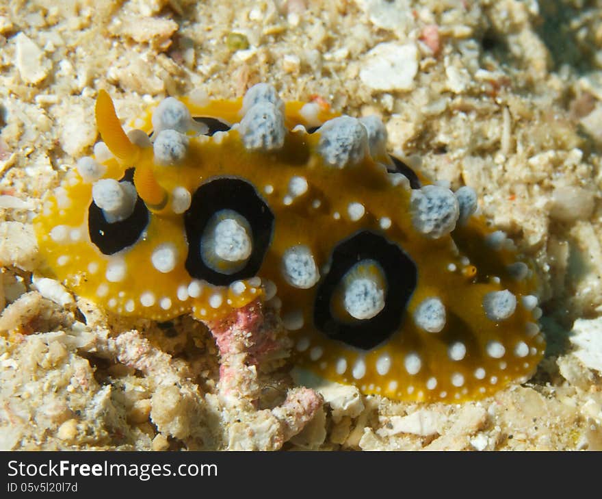 Macro portrait of Phyllidia ocellata