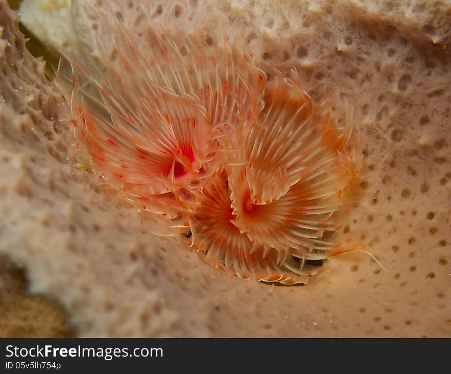 Macro portrait of a Pink Fanworm