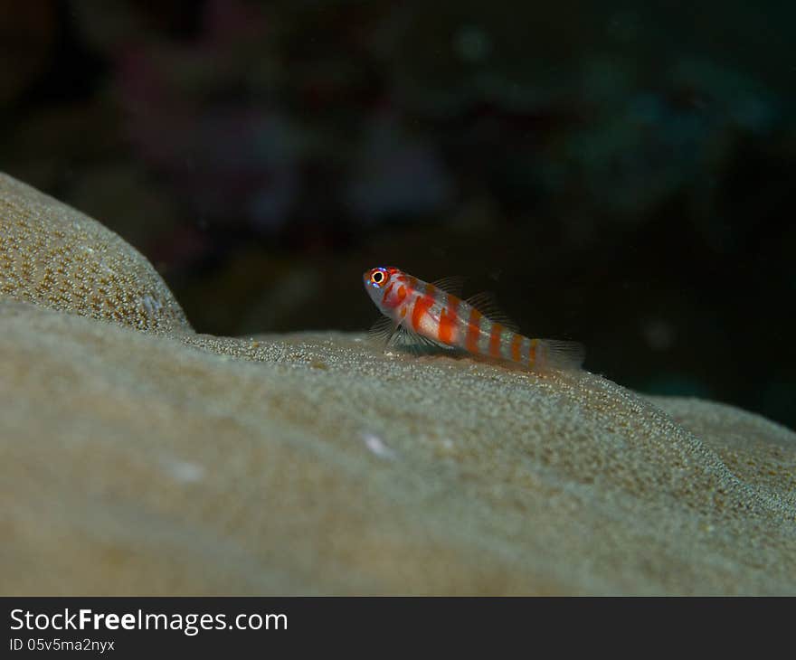 Red Banded Pygmy goby