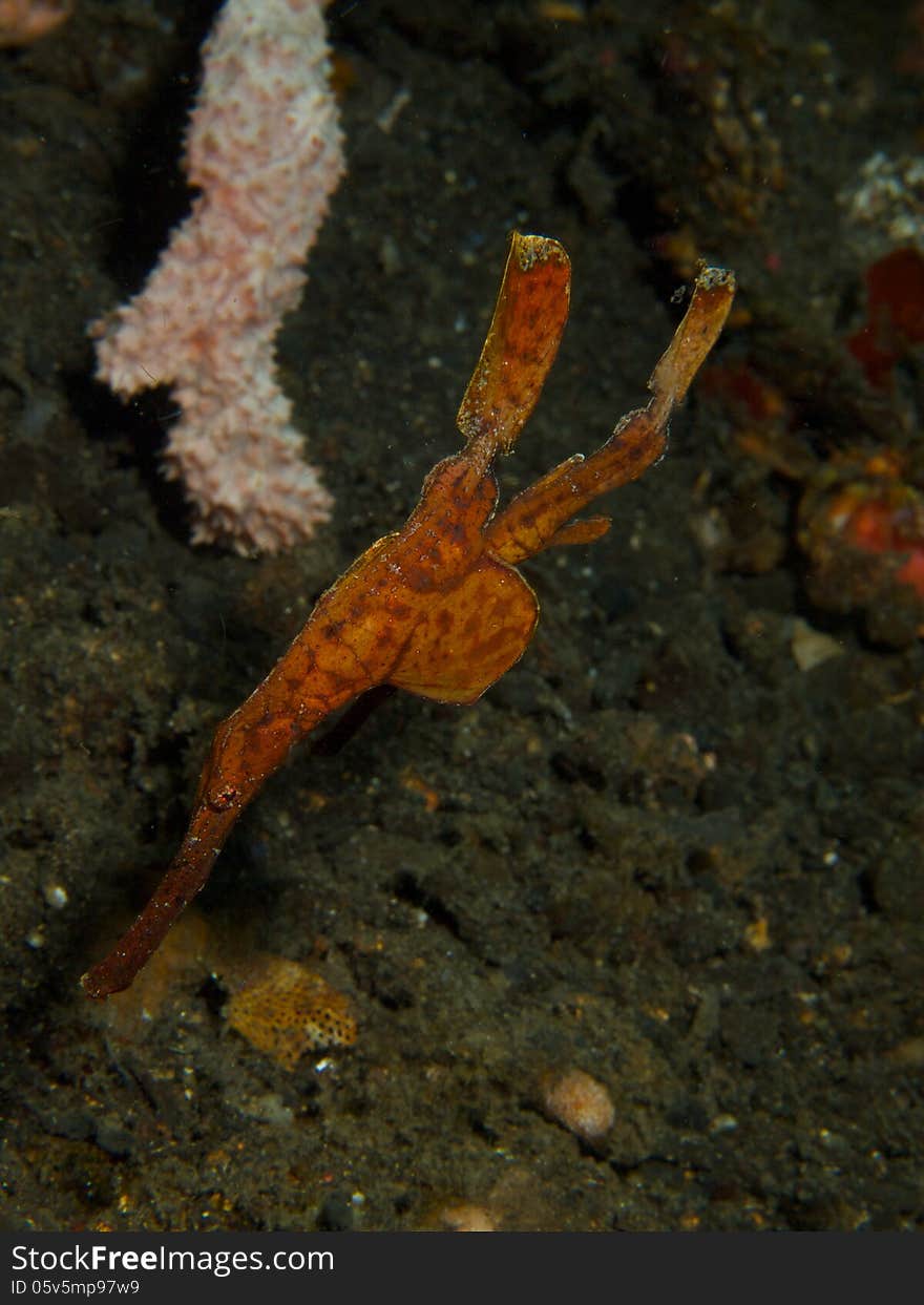 Robust Ghost Pipefish