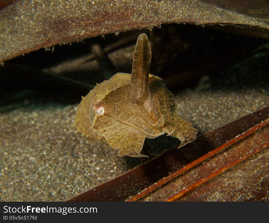 Small Cuttlefish