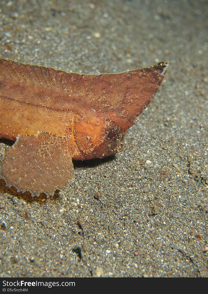 Macro portrait of a Spiny Waspfish