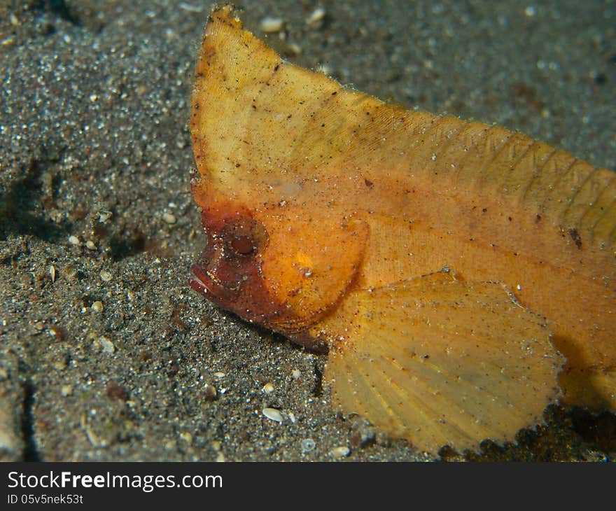 Macro portrait of a bright yellow Spiny Waspfish