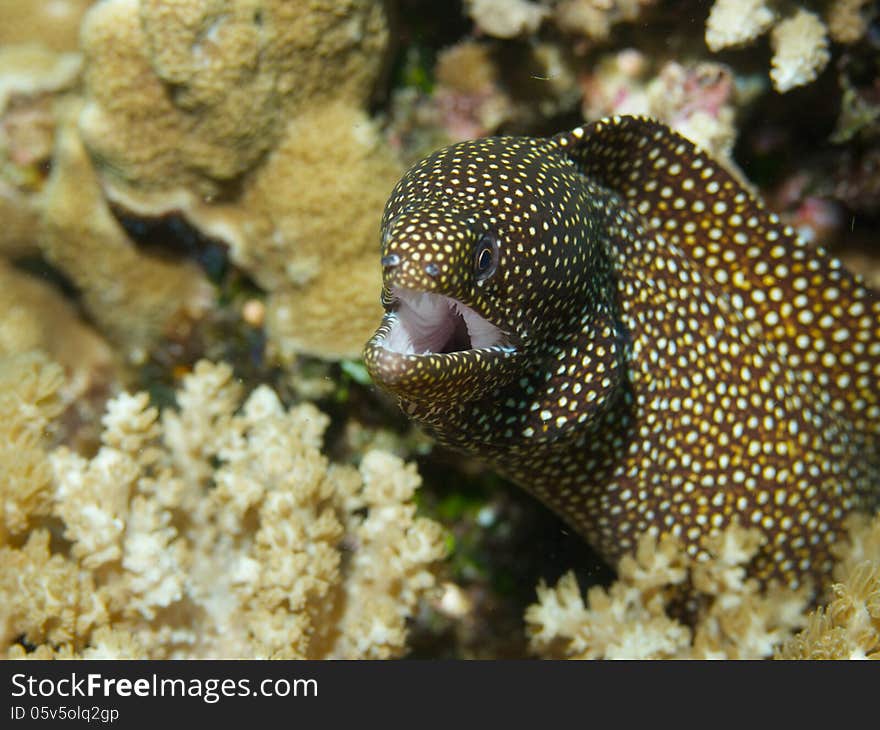 White-mouth Moray