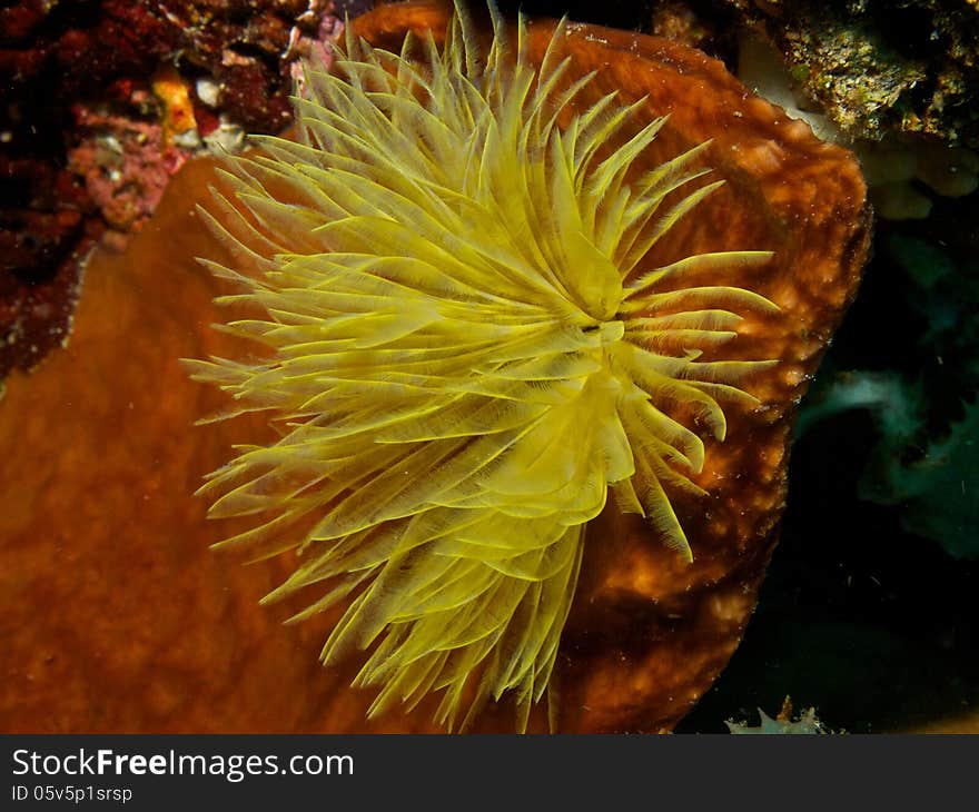 Macro portrait of a Yellow Fanworm