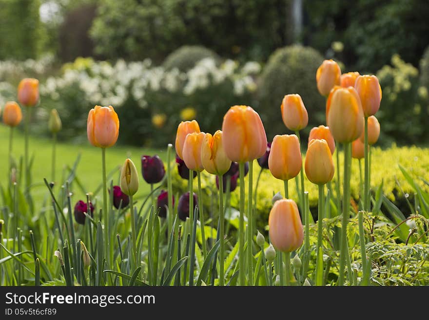 Orange tulips in a garden