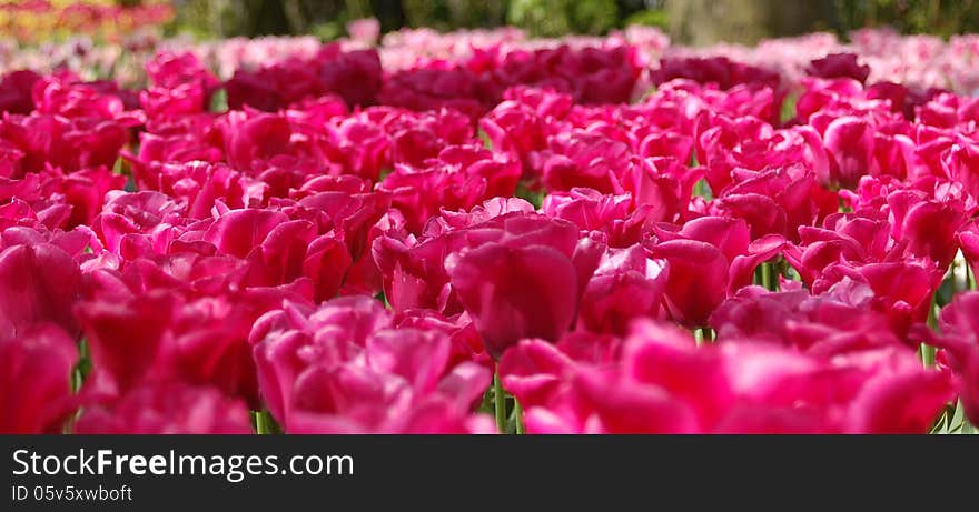 Garden With Pink Tulips