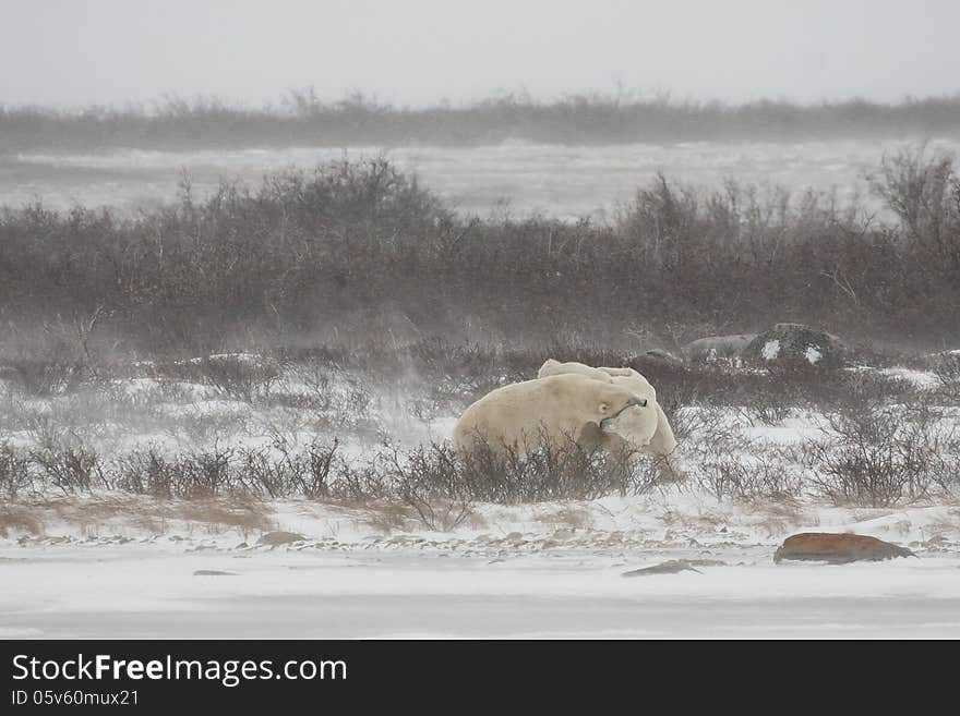 Polar Bears Biting Each Other