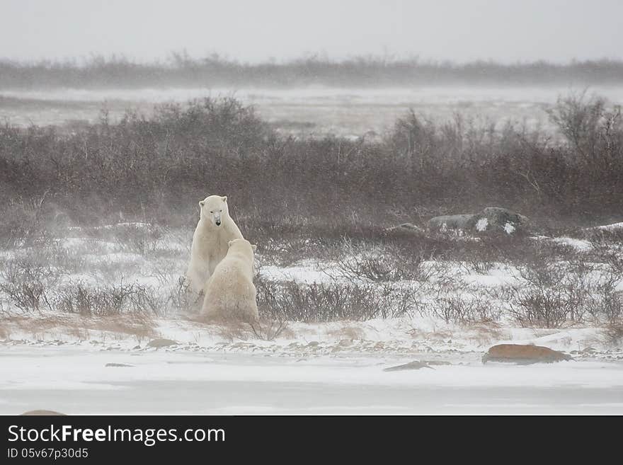 At the edge of a snow covered bank on a frozen lake, a male polar bear backs down in submission after engaging in mock sparring during some snow flurries. At the edge of a snow covered bank on a frozen lake, a male polar bear backs down in submission after engaging in mock sparring during some snow flurries.