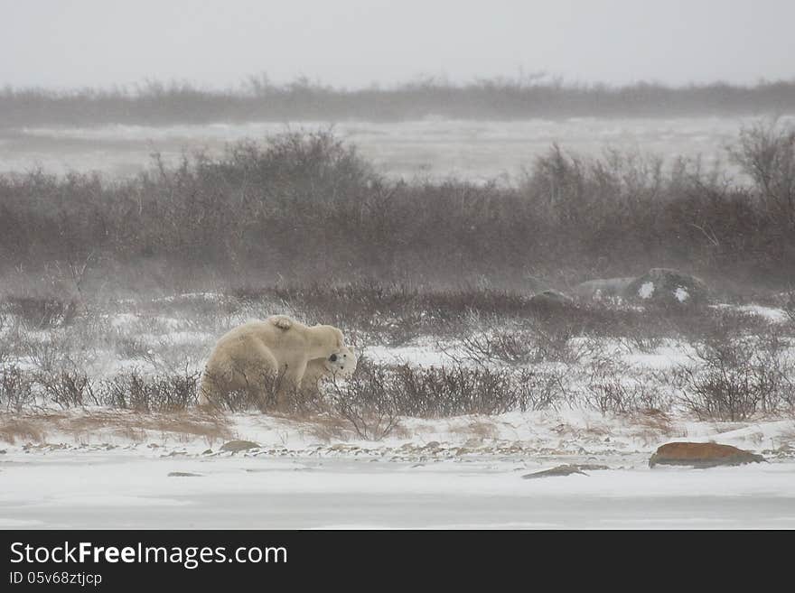 At the edge of a snow covered bank on a frozen lake, two male polar bears jostle while engaging in mock sparring during some snow flurries. At the edge of a snow covered bank on a frozen lake, two male polar bears jostle while engaging in mock sparring during some snow flurries.