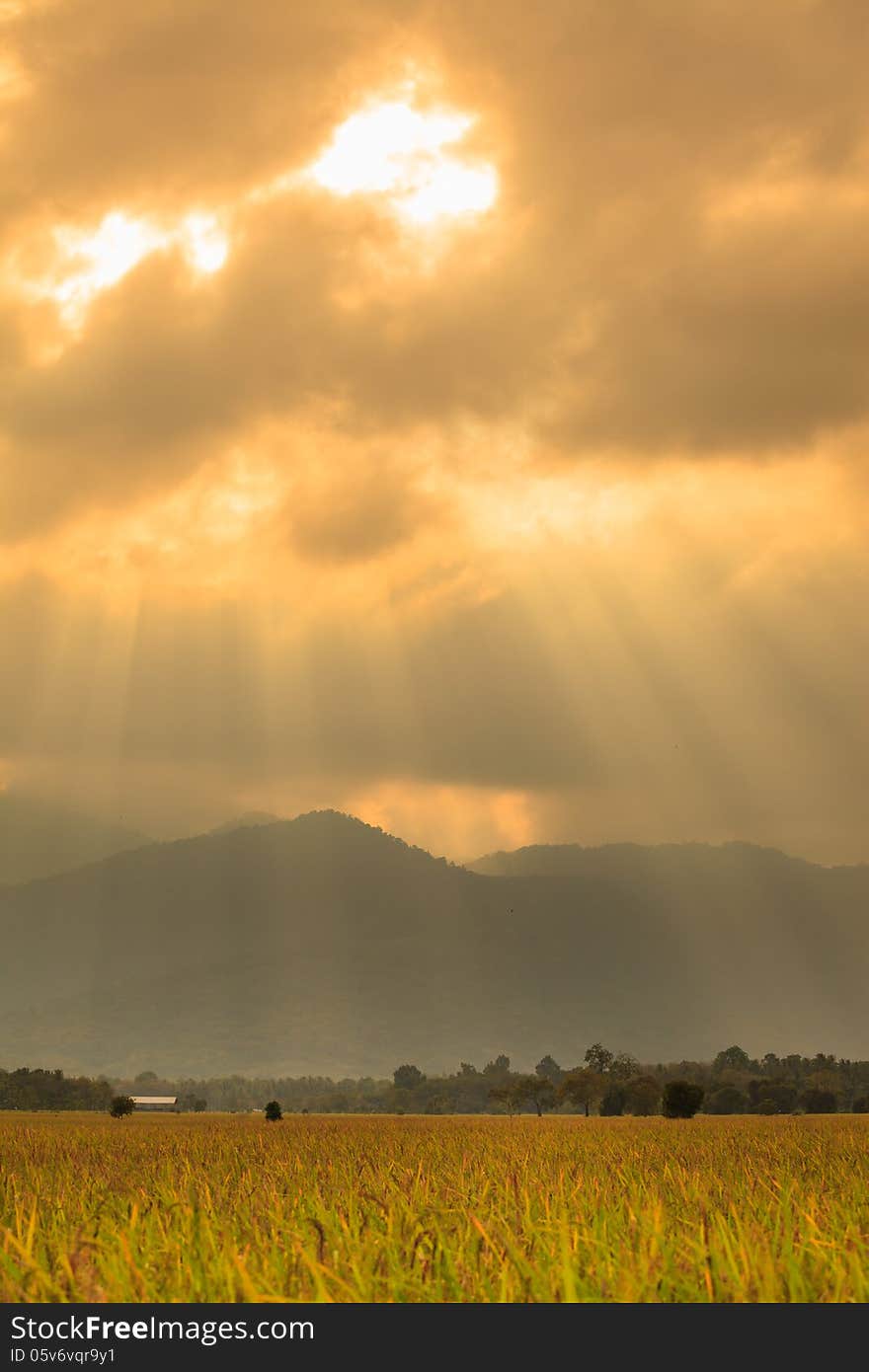 Golden Light Shine in Field Rice