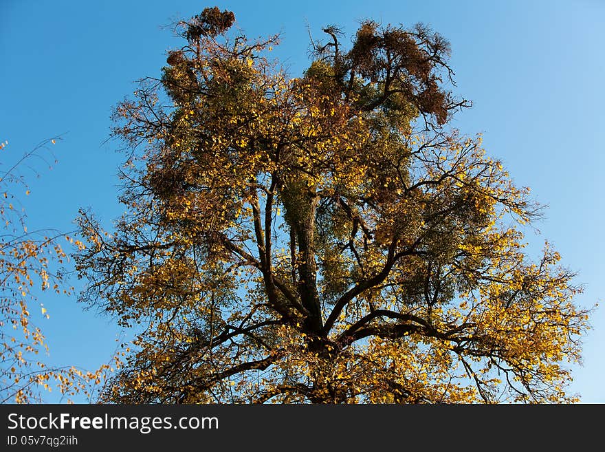 Autumn trees with bright yellow leaves in the park