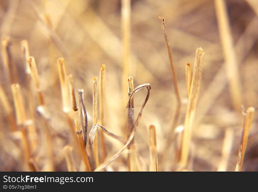 Straw texture in natural light during the day