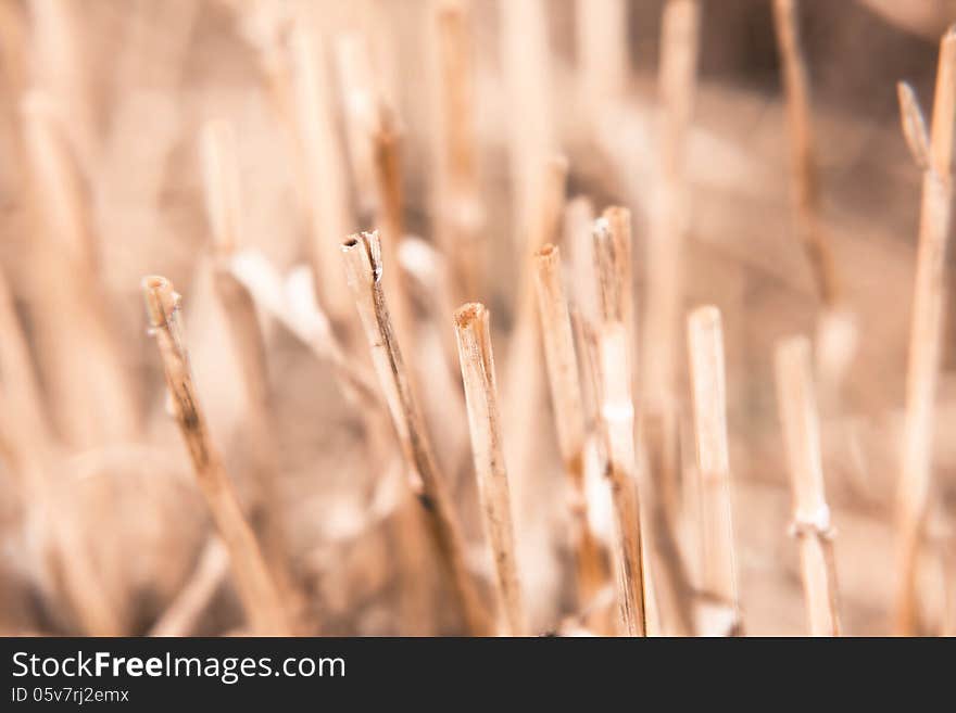 Straw texture for background with natural light during the day