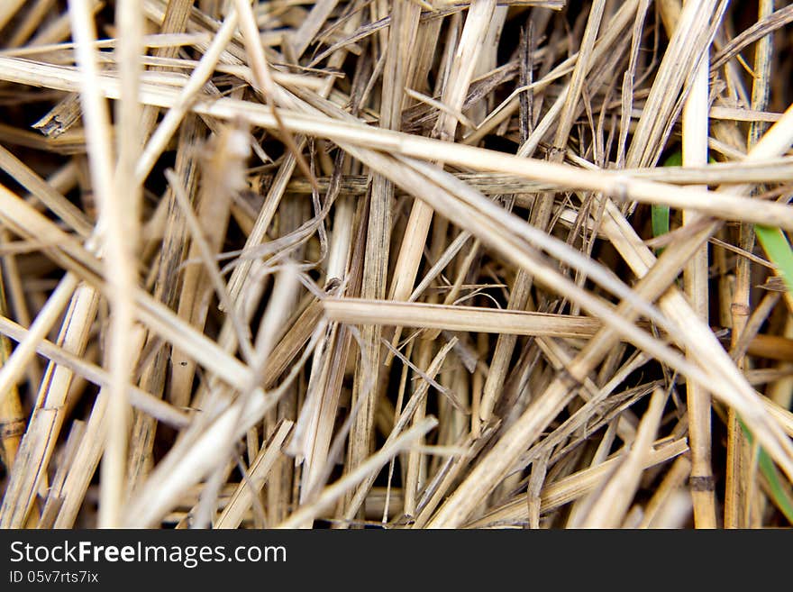 Straw background texture close-up of a day