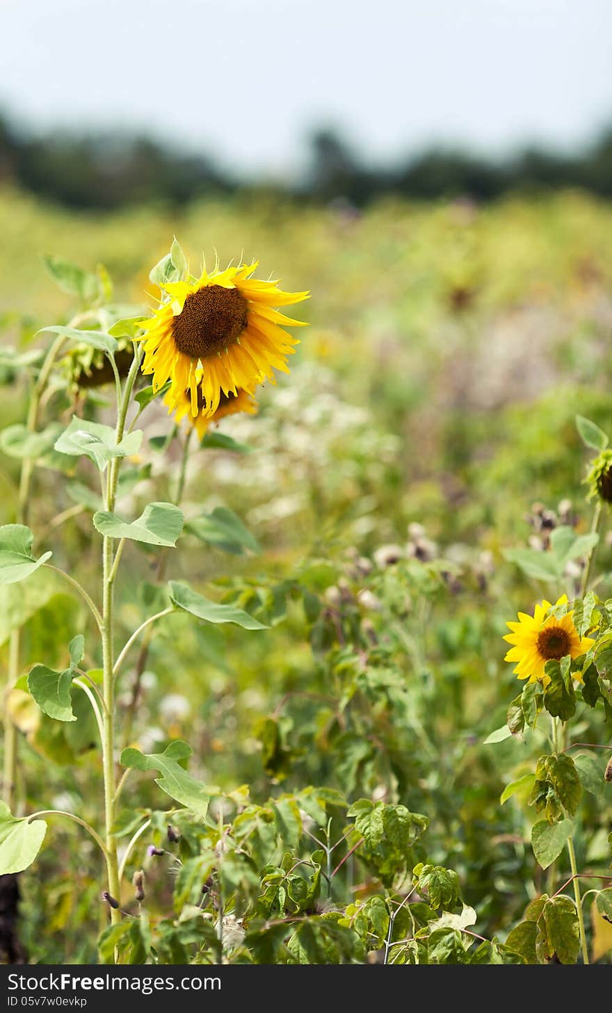 Sunflowers in a field in the nature