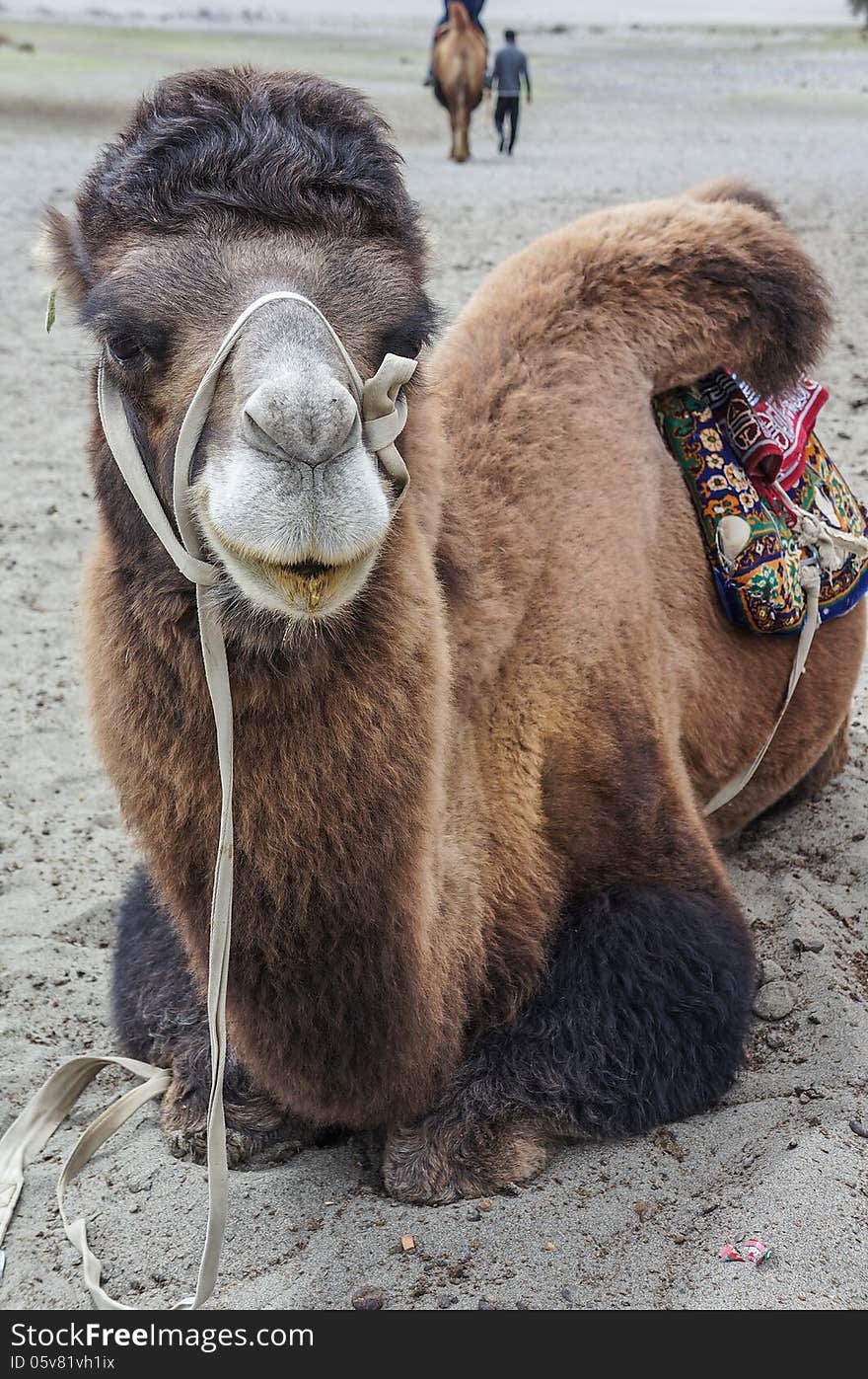 A young camel in Nubra Valley, Ladakh.