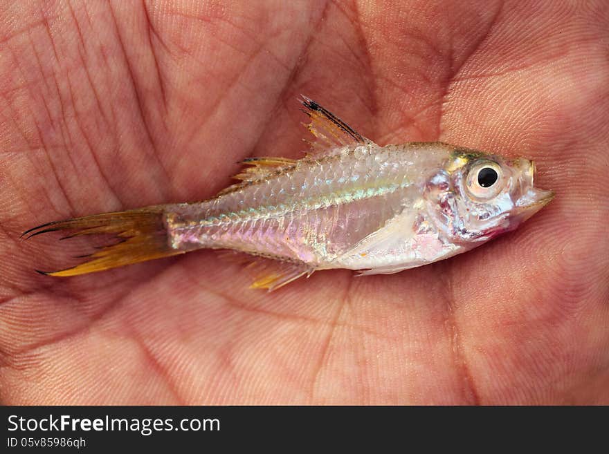 Fresh saltwater dead fish on fisherman's hand. This photo shows clear eyes, fins, scales and tail of this silver colored fish. Fresh saltwater dead fish on fisherman's hand. This photo shows clear eyes, fins, scales and tail of this silver colored fish