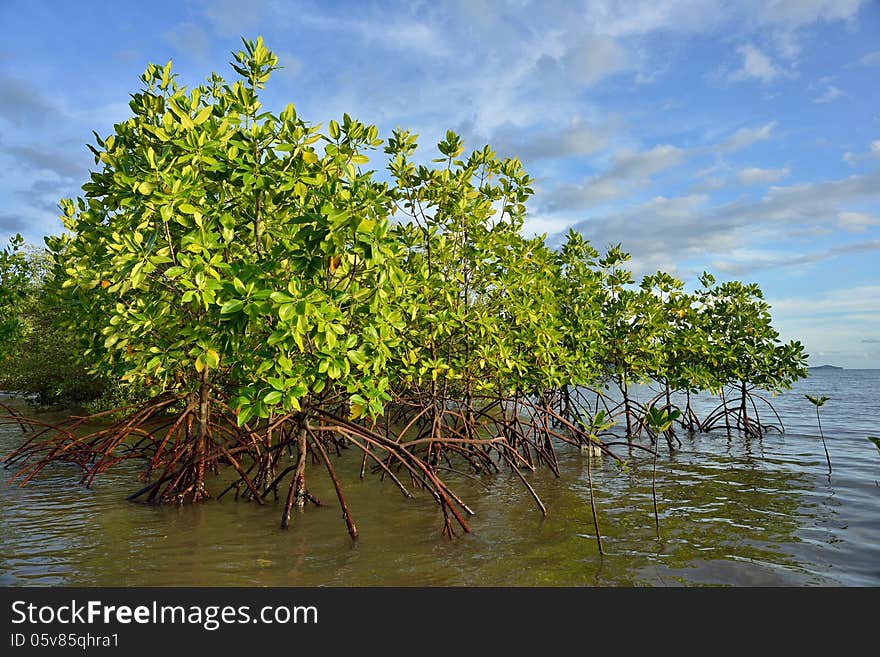 Mangrove plants