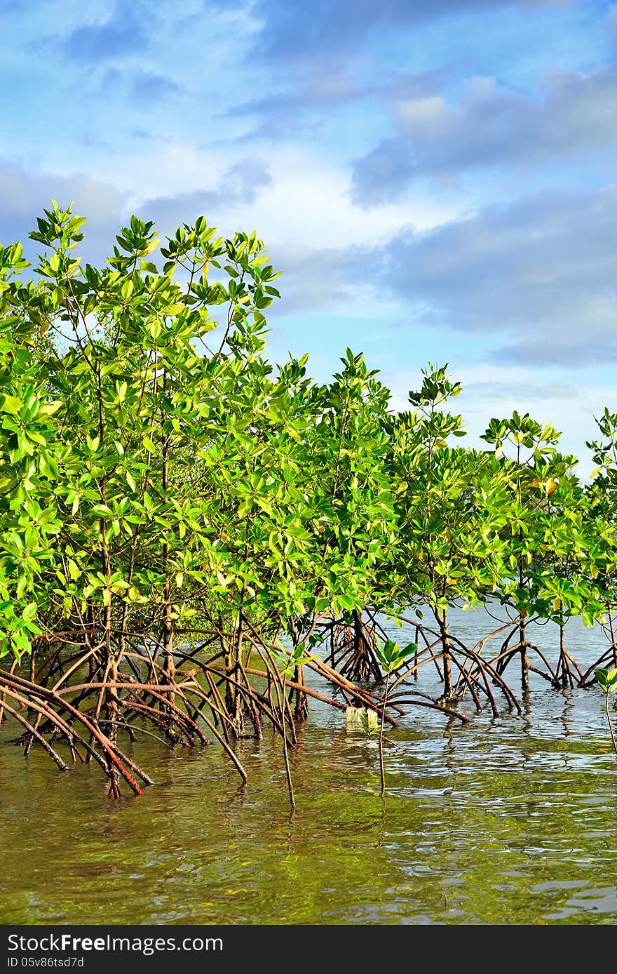 Mangrove plants growing in wetlands.protective earth connection from the storm. And breeding animals.