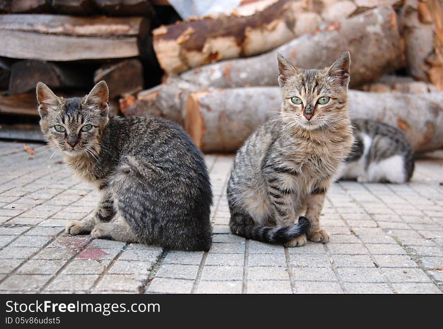 Two homeless brothers cats look scared