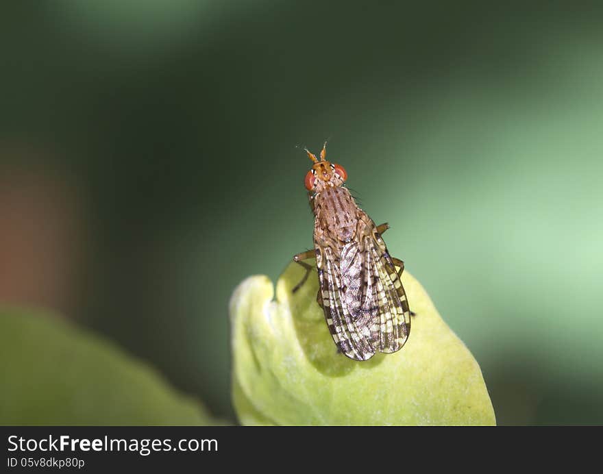 These small slender flies feed on nectar and juice plants and their larvae of parasites of terrestrial and aquatic molluscs. These small slender flies feed on nectar and juice plants and their larvae of parasites of terrestrial and aquatic molluscs.