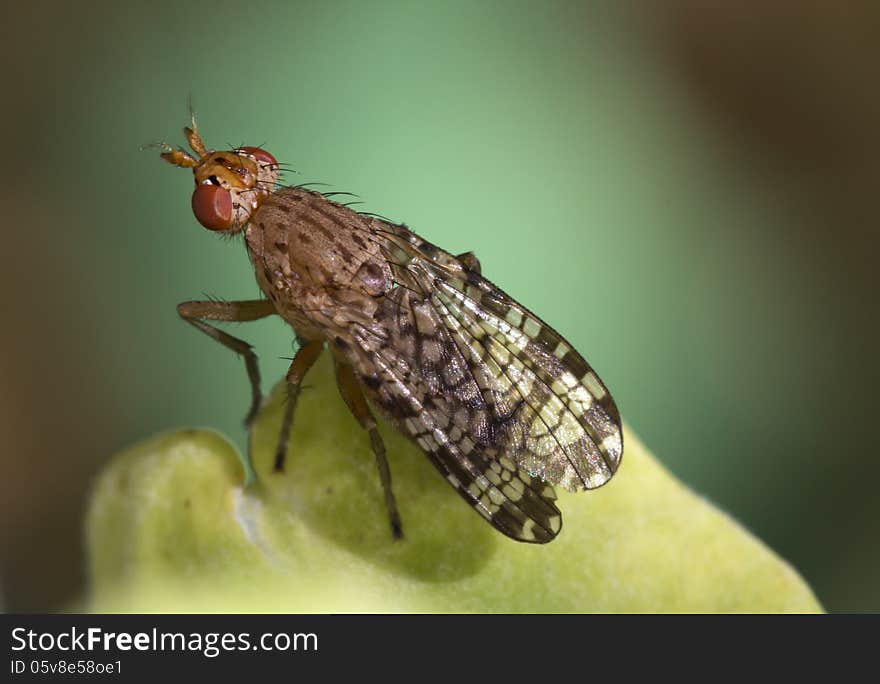 These small slender flies feed on nectar and juice plants and their larvae of parasites of terrestrial and aquatic molluscs. These small slender flies feed on nectar and juice plants and their larvae of parasites of terrestrial and aquatic molluscs.