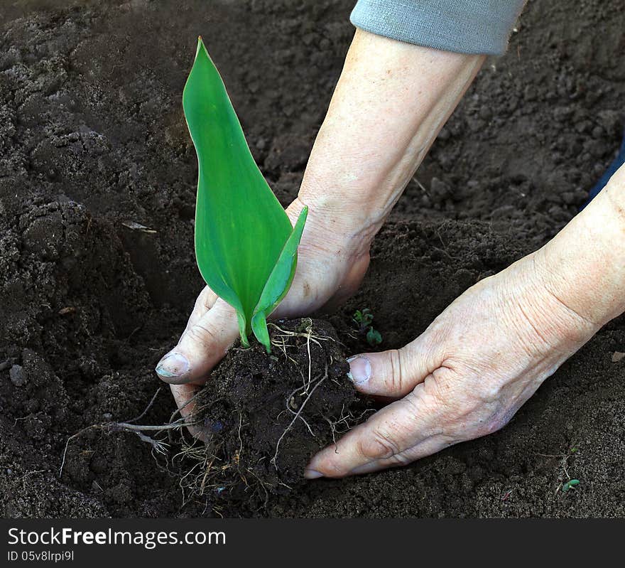 Old peasant hands plant a green sprout in the soil. Old peasant hands plant a green sprout in the soil