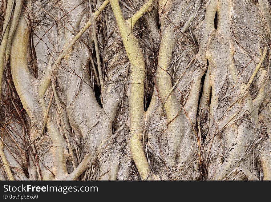 Old tropical tree bark shot clostup for make texture. Old tropical tree bark shot clostup for make texture