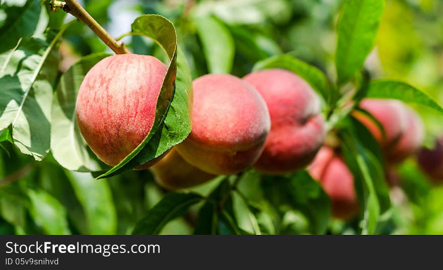 Ripe peaches fruits on a branch