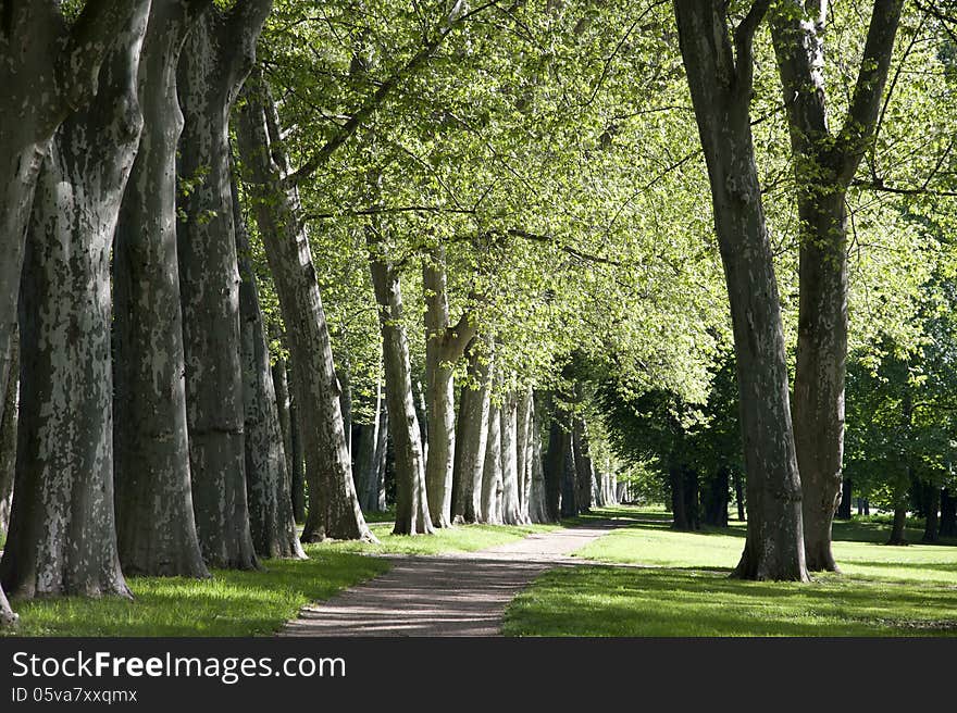 In the morning under the trees in the park. In the morning under the trees in the park