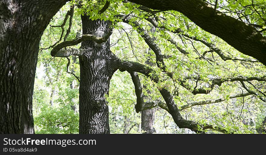 Old oaks and gnarled branches in the park in a luscios green color in springtime. Old oaks and gnarled branches in the park in a luscios green color in springtime