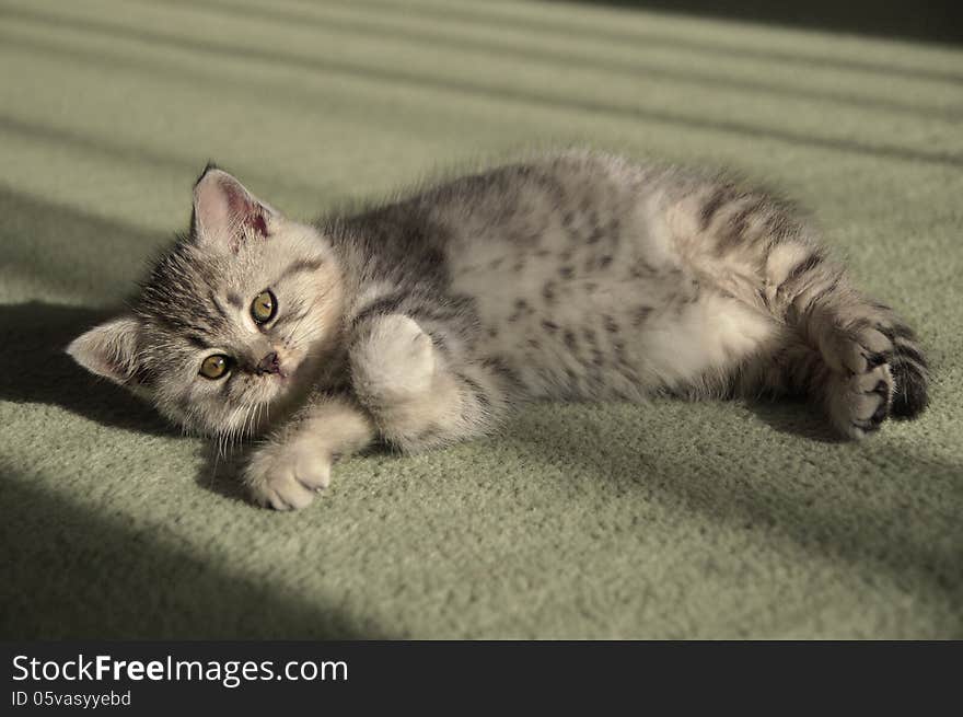 Small kitten lying on the carpet. Small kitten lying on the carpet