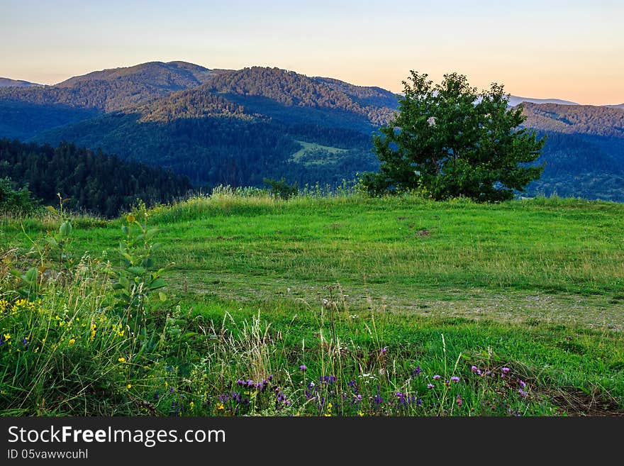 Wild herbs and a tree on a green meadow in mountains. Wild herbs and a tree on a green meadow in mountains