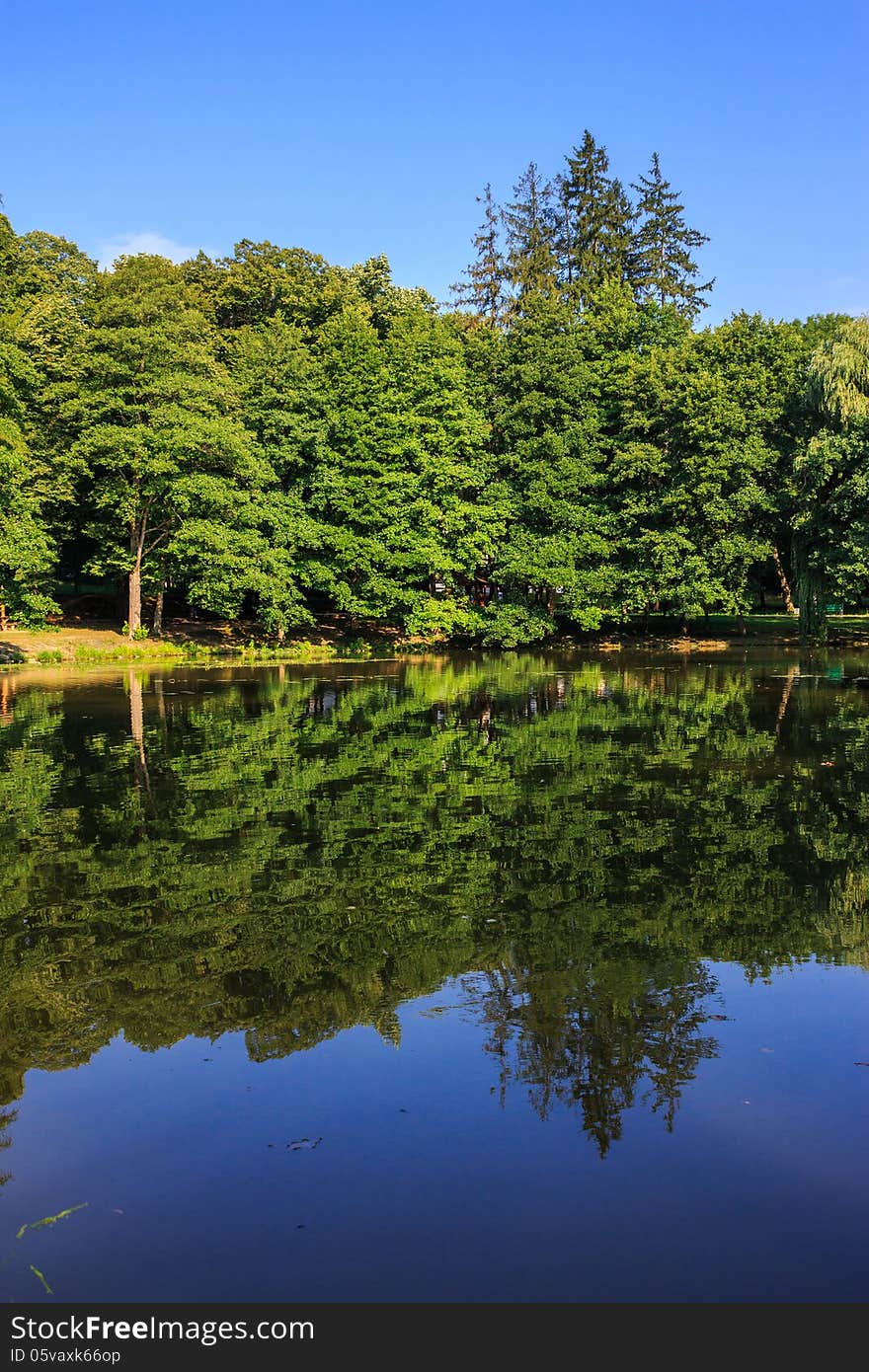 Reflections of trees on the shore of the lake in a city park vertical. Reflections of trees on the shore of the lake in a city park vertical