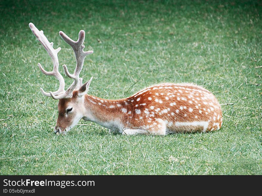 Fallow deer lying on the ground, pasturing