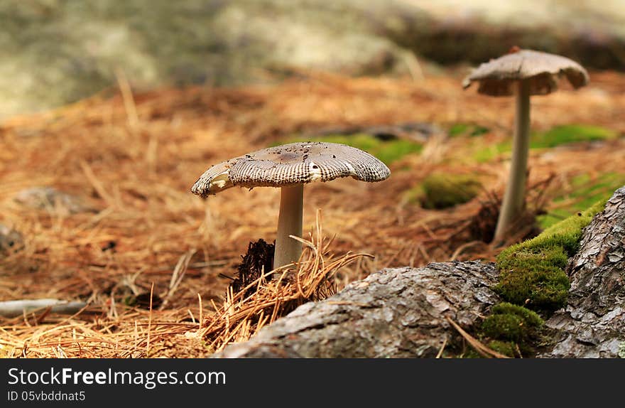 Mushrooms in a forest. Grisette (Amanita Vaginata) Amanita vaginata, commonly known as the grisette, is a mushroom in the Amanitaceae family of fungi. Mushrooms in a forest. Grisette (Amanita Vaginata) Amanita vaginata, commonly known as the grisette, is a mushroom in the Amanitaceae family of fungi.