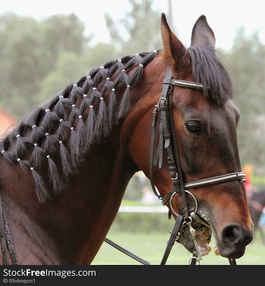 Portrait Of Arabian Stallion