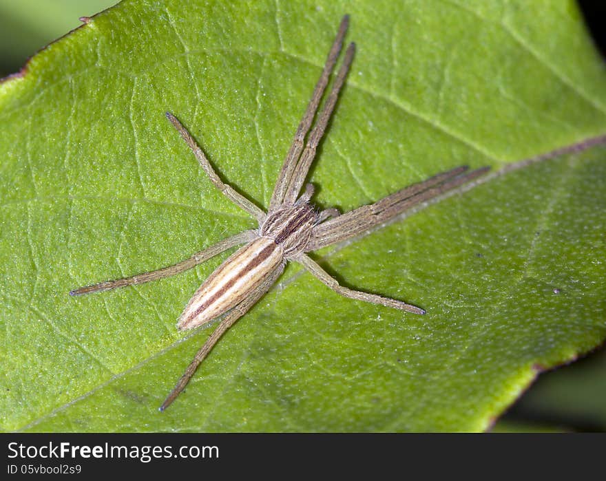 Spiders Philodromidae