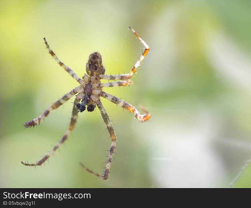 On the upper side of the abdomen white or light-brown spots, forming a cross. On the photo clearly shows pedipalpy. On the upper side of the abdomen white or light-brown spots, forming a cross. On the photo clearly shows pedipalpy.