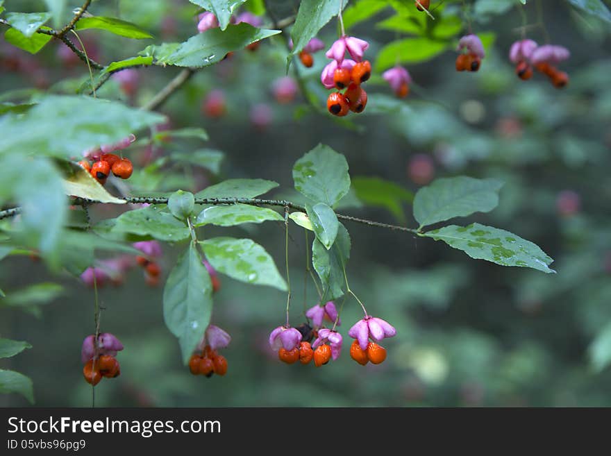 Euonymus