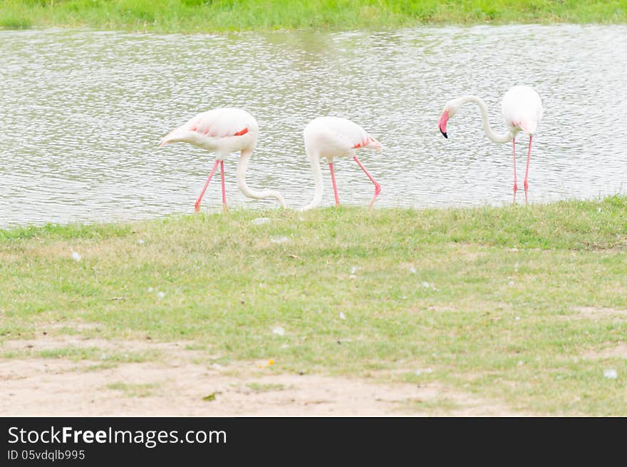 Flamingo bird walk along water