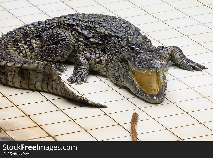 Fierce crocodile