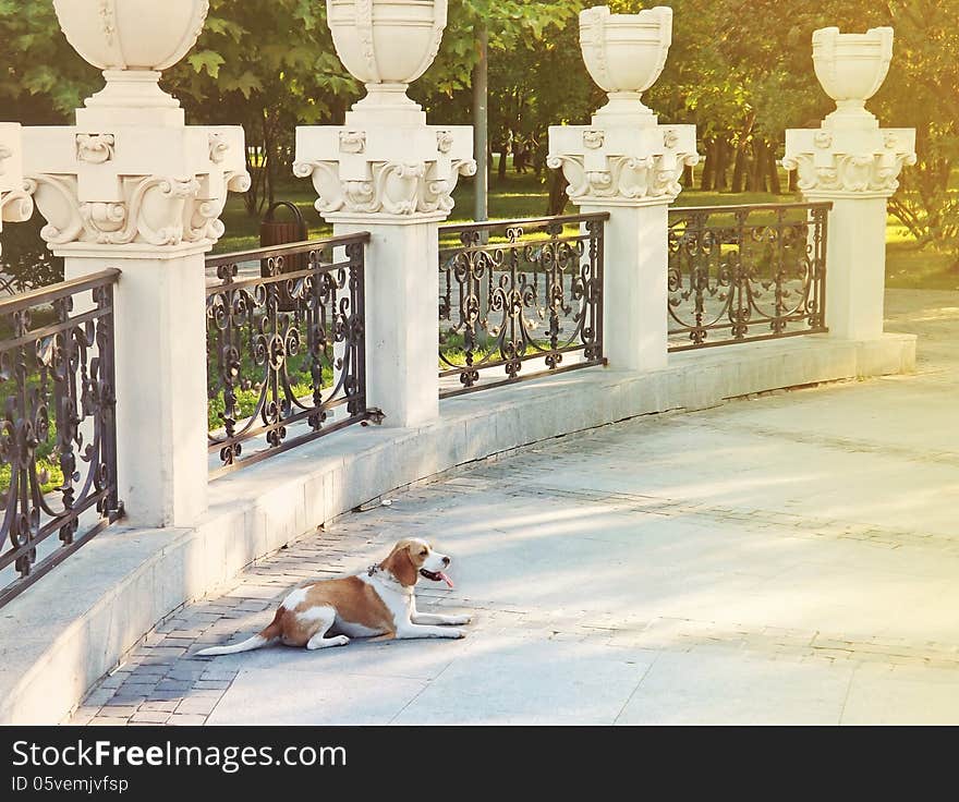 Beagle In The Park