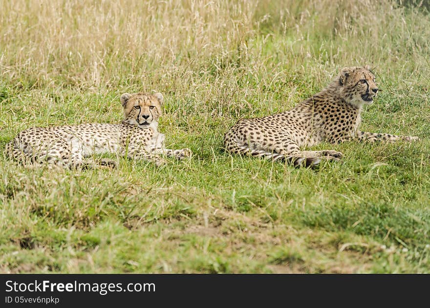 Two young cheetahs lying in the grass