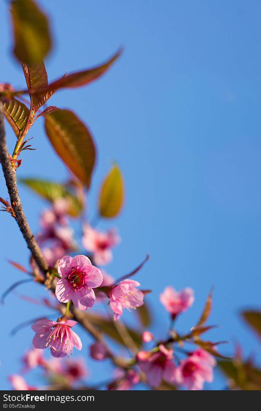 Wild Himalayan Cherry Sakura blossom border