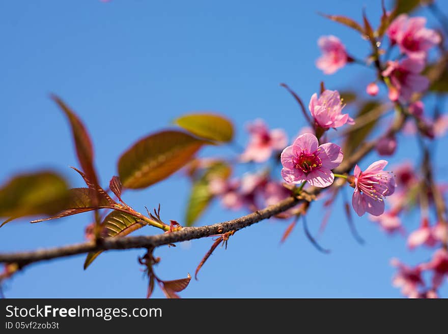 Wild Himalayan Cherry Sakura blossom border with blue background