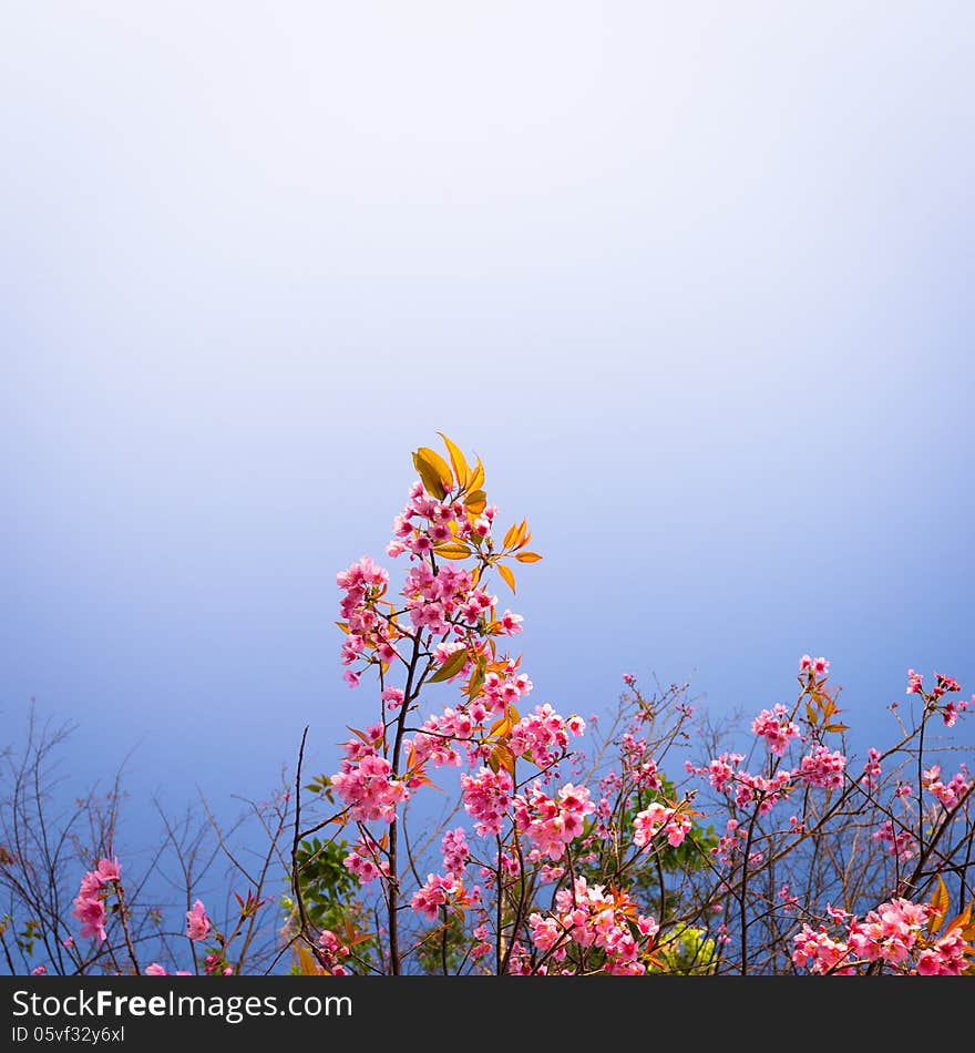 Wild Himalayan Cherry Sakura blossom border with blue background