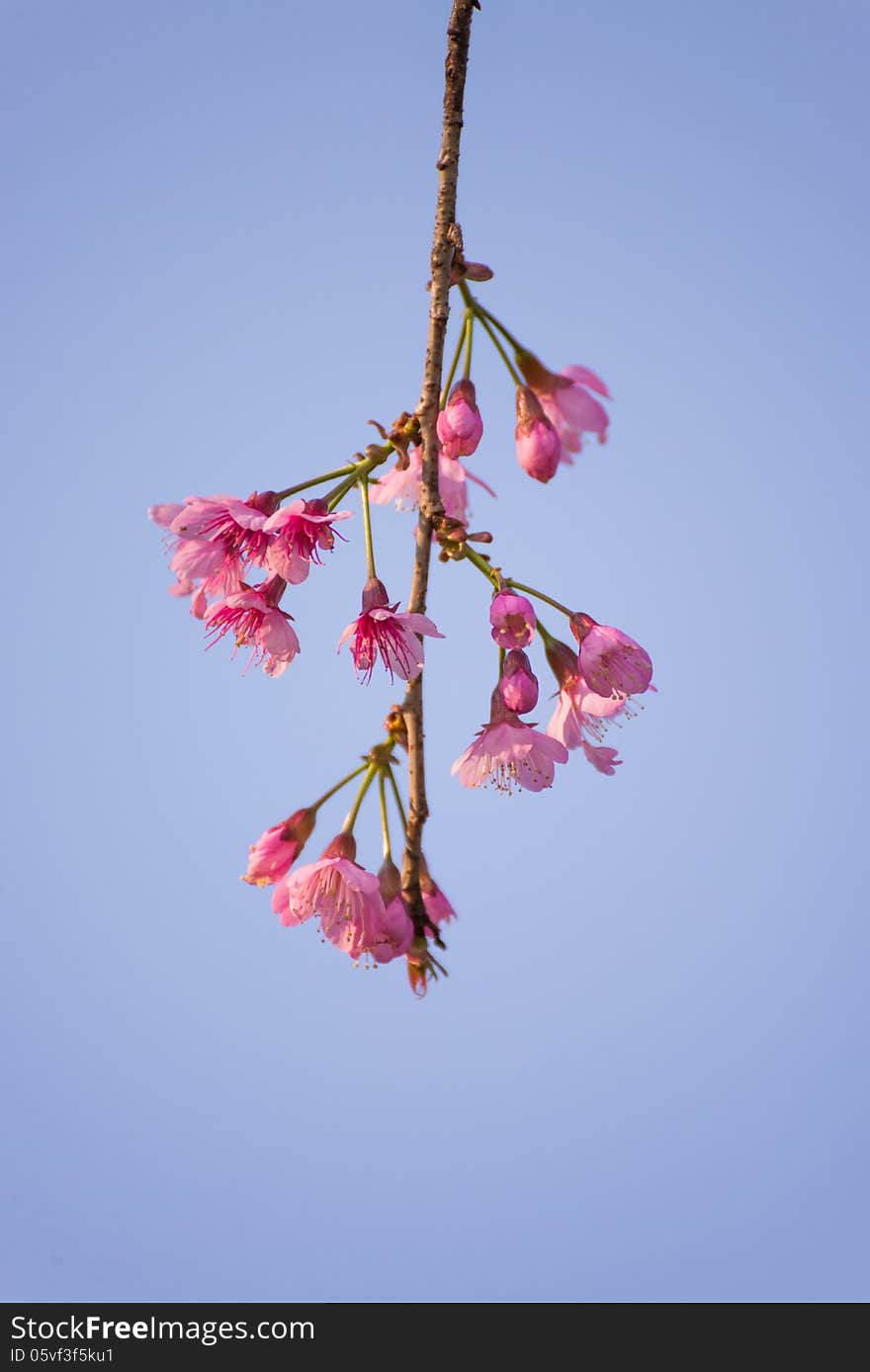 Single simple small bouquet wild Himalayan Cherry Sakura blossom